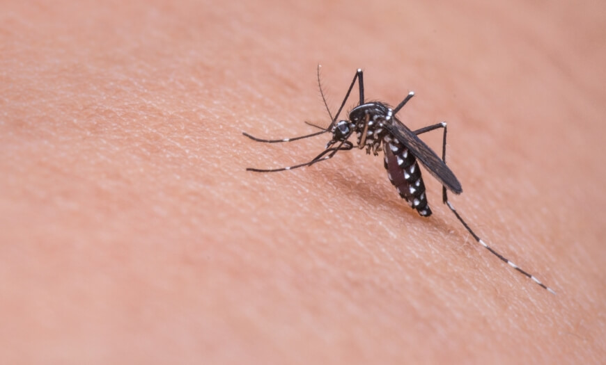 Dengue no Período de Chuvas: Por que os Casos Aumentam e Como se Proteger